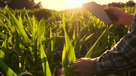 Lens-flare:-farmer-with-a-tablet-to-monitor-the-harvest-a-corn-field-at-sunset.-Man-farmer-with-a-tablet-monitors-the-crop-corn-field-at-sunset-slow-motion-video